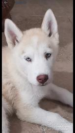 ultime cucciole di husky