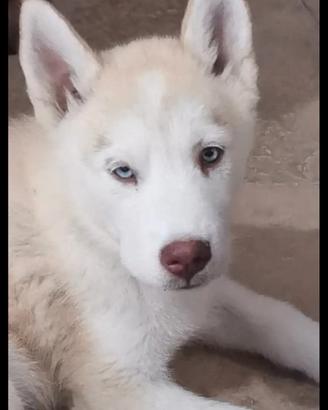 ultime cucciole di husky