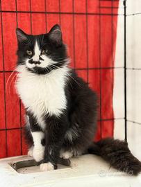 Gatto bianco e nero