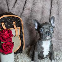 Bulldog francese blu