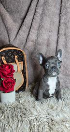 Bulldog francese blu