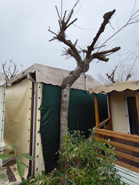 Tensostruttura in Legno