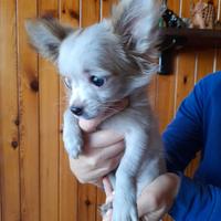 Cucciolo chihuahua