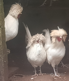 Galli Olandesi dal ciuffo