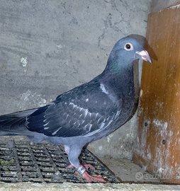 Novelli Colombi Viaggiatori