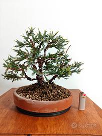 bonsai ginepro 