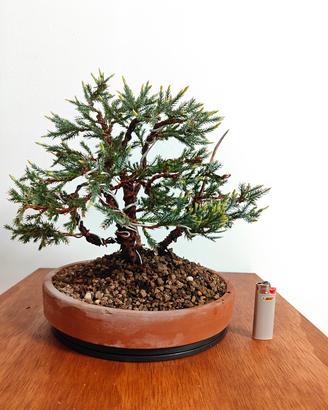bonsai ginepro 