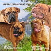 Dogue de bordeaux
