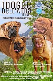 Dogue de bordeaux
