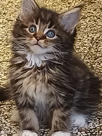 Maschio Maine Coon purissimo La Spezia 