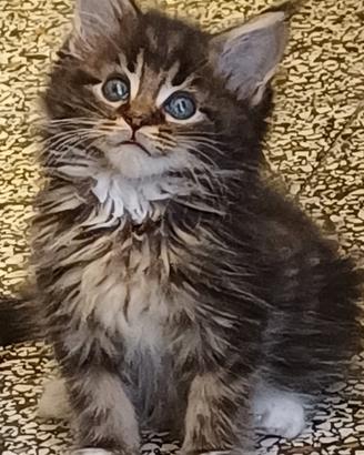 Maschio Maine Coon purissimo La Spezia 