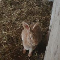 2 conigli maschi di 9 mesi