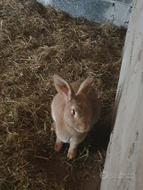 2 conigli maschi di 9 mesi