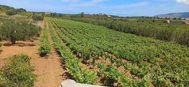 Terreno agricolo