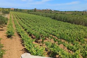 Terreno agricolo