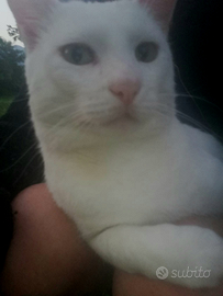Gatto bianco