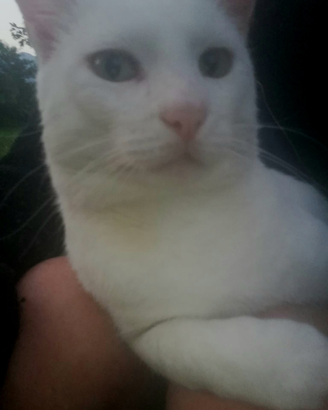 Gatto bianco