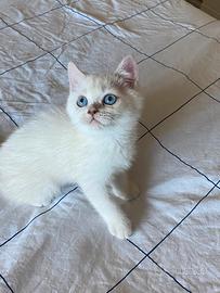 british shorthair 