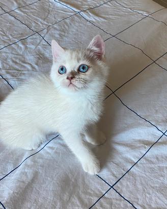 british shorthair 