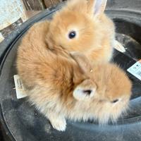 Coniglietti nani testa di leone