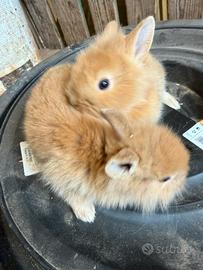 Coniglietti nani testa di leone