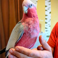 Femmina Cacatua Rosa imprintata