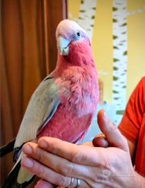 Femmina Cacatua Rosa imprintata