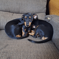 Pinscher nani