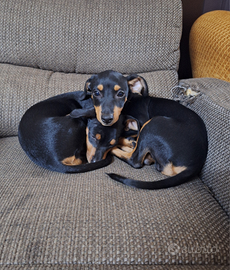 Pinscher nani