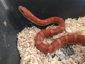 Serpente, pantherophis guttatus, serpente del gran