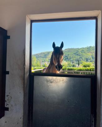Cavallo