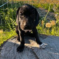 Cane bracco pointer