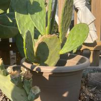 Fichi d'India in vaso