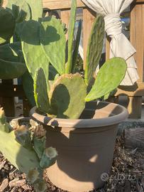 Fichi d'India in vaso