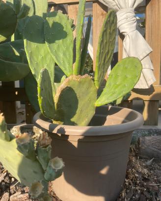 Fichi d'India in vaso