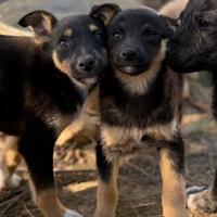 Cuccioli mini lupetti