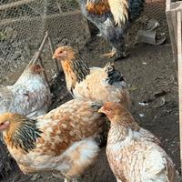 Galline e galli Brahma giganti