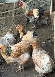 Galline e galli Brahma giganti
