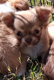 Cuccioli a pelo lungo