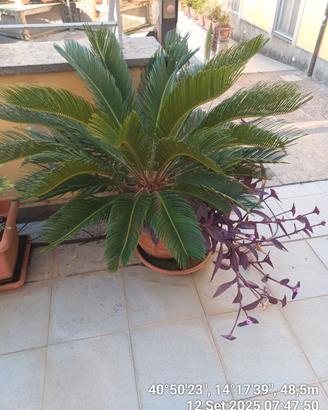 CICAS PIANTA VERA 