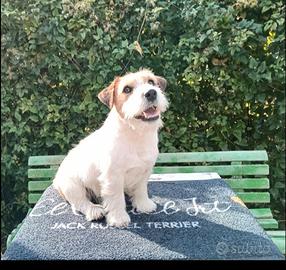 Cuccioli di Jack Russell
