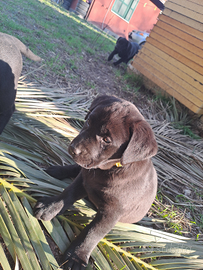 Cuccioli labrador disponibili da subito