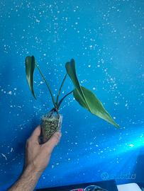 monstera burle marx flame 