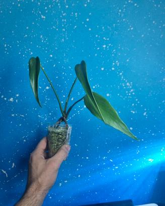 monstera burle marx flame 