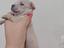 Immagine 4