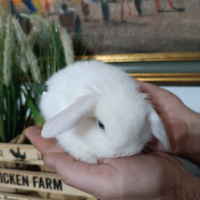 Conigli nani Minilop