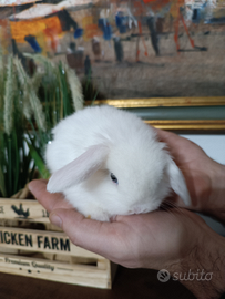 Conigli nani Minilop