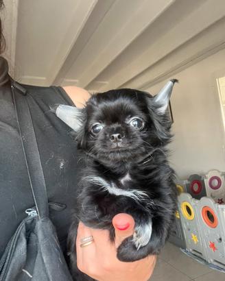 Chihuahua