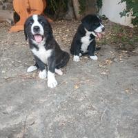 Cuccioli Labrador x Bovaro Svizzero