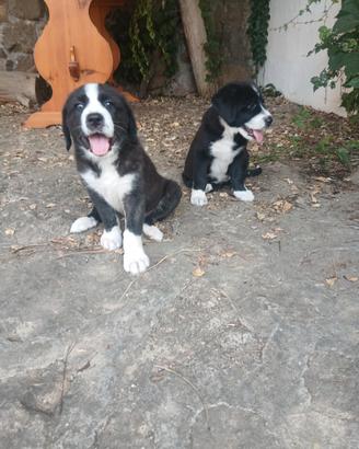 Cuccioli Labrador x Bovaro Svizzero